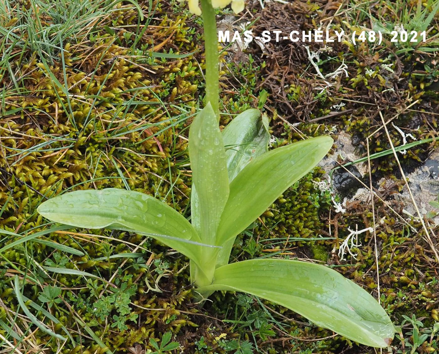 Orchid, Pale-flowered leaf